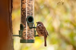 The Eurasian tree sparrow,Passer montanus stands on a bird feeder full of sunflower and millet seeds. Beautiful blurred background of natural autumn colors. Autumn in Europe.Brown bird. Song birds