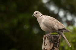 A beautiful Eurasian collared dove rests on a stump in the august sunset time. Blurred and greenish background. Europe birds. Backyard garden. Feeding log, feeding birds. Wonderful and beautiful bird.