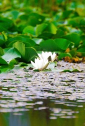 Blossoming water white lilies in the water
