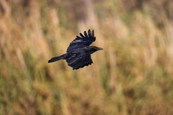 crow flying in the river