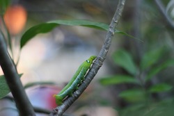 green worm caterpillars animals isolate  on branch