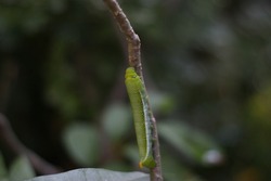 green worm caterpillars animals isolate  on branch