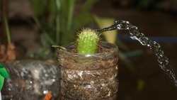 water to little cactus fast shot so cool