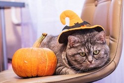 Big gray cat with expressive eyes poses for Halloween. Mockup with animals and paraphernalia for All Saints Day