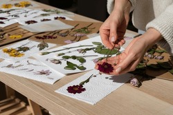 pressed flowers. flat pressed dried flower background. Dry pressed flowers. making decoration with pressed flowers and leaves. Beautiful dried flowers.