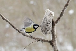 Titmouse begins to take food from bird feeders even during flight
