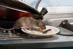 Close-up young rats (Rattus norvegicus) sniffs leftovers on a plate on sink at the kitchen. Fight with rodents in the apartment. Extermination.
