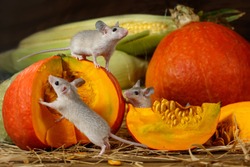Close-up three young mice climbs on orange pumpkin in the warehouse. Small DoF focus put only to mouse on top of pumpkin.