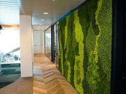 Green moss wall panel in office for greenoffice 
