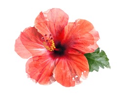 Watercolor brush drawing of bright large flower and leaf of red hibiscus isolated on white background