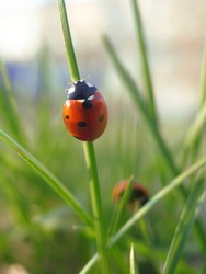 red ladybug on fresh green grass, bright spring nature