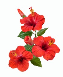 bright large flowers and buds of red hibiscus isolated