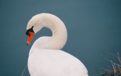 defocused absdtract background of white swan bird