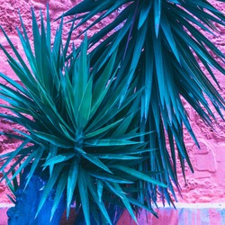 palm trees on the background of pink bright walls. minimal and surreal. summer vacation. urban style