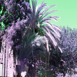Purple bright palm trees and plants in a tropical garden on green sky background. Infrared style.