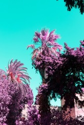 Pink bright palm trees and plants in a tropical garden on blue sky background. Infrared style.