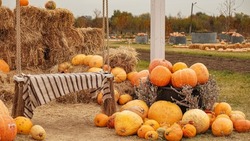 Orange retro car on a pumpkin field. Variety of edible and decorative gourds and pumpkins. Halloween decoration with pumpkins.