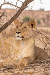 Lioness in the transfrontier Park