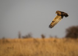 Marsh Owl flying in Kruger National Park