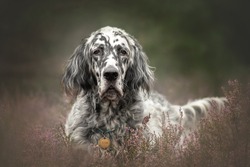 Graceful english setter and heather