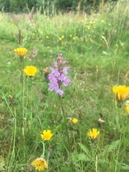 flowers and wildlife in denmark