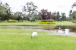 Impressionistic abstract created by intentional camera movement at long exposure displaying a park landscape with white birds on the grass and trees in the background.