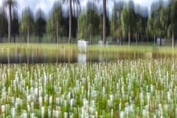 Impressionistic abstract created by intentional camera movement at long exposure displaying a park landscape with trees and cars reflecting on a pond and the effect of foliage and white flowers.
