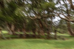 Impressionistic abstract created by intentional camera movement at long exposure displaying a park landscape with large trees and green grass along with white strikes of flying birds.