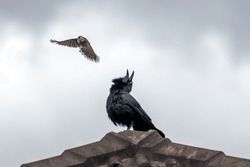 Noisy Miner (Manorina melanocephala) on a majestic spread wings facing an Australian Raven (Corvus coronoides) atop the roof of a building, defending its territory against the intruder.