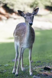 Animal Photography. Female Sika Deer (Cervus nippon) at Wildlife Park Gersfeld Biosphere Reserve Rhön, Germany