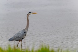 A wild the great blue heron looking over and walking along river banks on the green reedy grass.Large feathered bird is isolated in wild habitat. Ardea Herodias