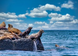 The rookery of the northern sea lion Steller on the breakwater in the sea.