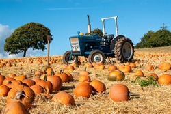 Pumpkins in a field with a tractor behind. Bright orange Halloween pumpkins ready for picking and scary holiday fun. Farming and crops. Agriculture and food production. 