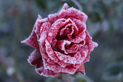 Frosted red rose on a chilly autumn morning  