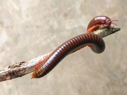 Millipedes, luing, wuling are arthropods that have two pairs of legs per segment.  Millipedes are an order of members of invertebrates belonging to the phylum Arthropoda, class Myriapoda.