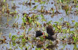 The common moorhen (Gallinula chloropus), also known as the waterhen or swamp chicken, is a bird species in the rail family (Rallidae). 
battle of water bird in Thailand.fighting bird.