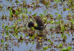 The common moorhen (Gallinula chloropus), also known as the waterhen or swamp chicken, is a bird species in the rail family (Rallidae). 
battle of water bird in Thailand.fighting bird.