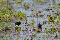 common moorhen (Gallinula chloropus), also known as the waterhen or swamp chicken, is a bird species in the rail family (Rallidae). It is distributed across many parts of the Old World.fighting birds.