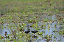 common moorhen (Gallinula chloropus), also known as the waterhen or swamp chicken, is a bird species in the rail family (Rallidae). It is distributed across many parts of the Old World.fighting birds.