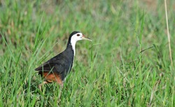 The white-breasted waterhen (Amaurornis phoenicurus) is a waterbird of the rail and crake family,Bird in Thailand.