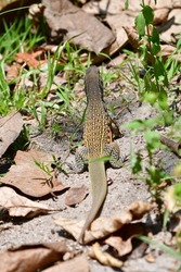 Agamidae, (order Squamata), lizard family composed of about 350 species in about 50 genera. Agamids typically have scaly bodies,Thailand  lizard.