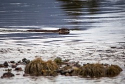 Beaver on McDonald Creek, river 
