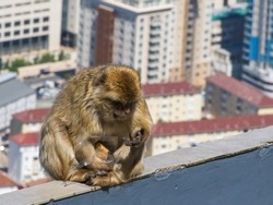 Gibraltar Barbary macaque, monkeys entertaining the crowds of tourists, after stealing a packet of biscuits. At the top of the rock, a popular tourist attraction in Gibraltar.