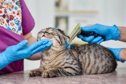 Closeup of vet doctors brushing scottish fold cat