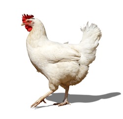 White chicken on white background