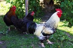 Rooster and chicken walk around the farmyard on a sunny summer day and look carefully around.