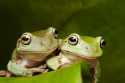 Two Australian tree frogs (Litoria caerulea) embrace on a leaf