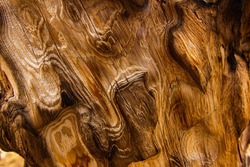 Close up of tree wood patterns high contrast in national park