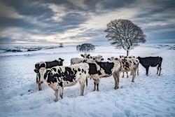 Cows in a Snowy Field with Trees