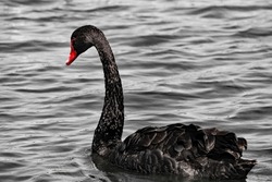 A very rare black swan on a lake. The photo is in black and white, only the beak of the swan is in colour, demonstrating its unusual red beak.
